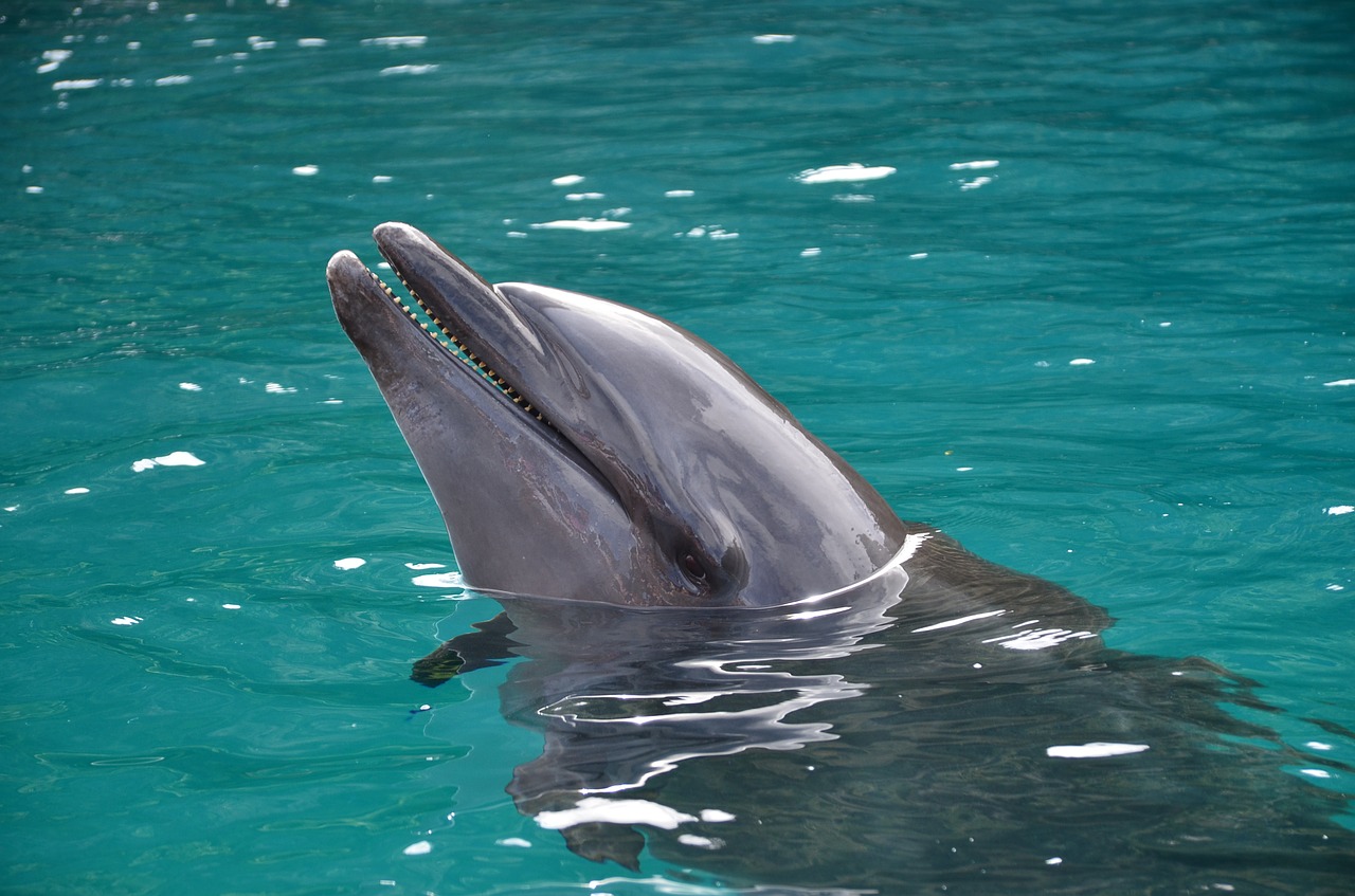 Fall 2024 Specials For Fin Whale Watching In Florida Janean Cathrin