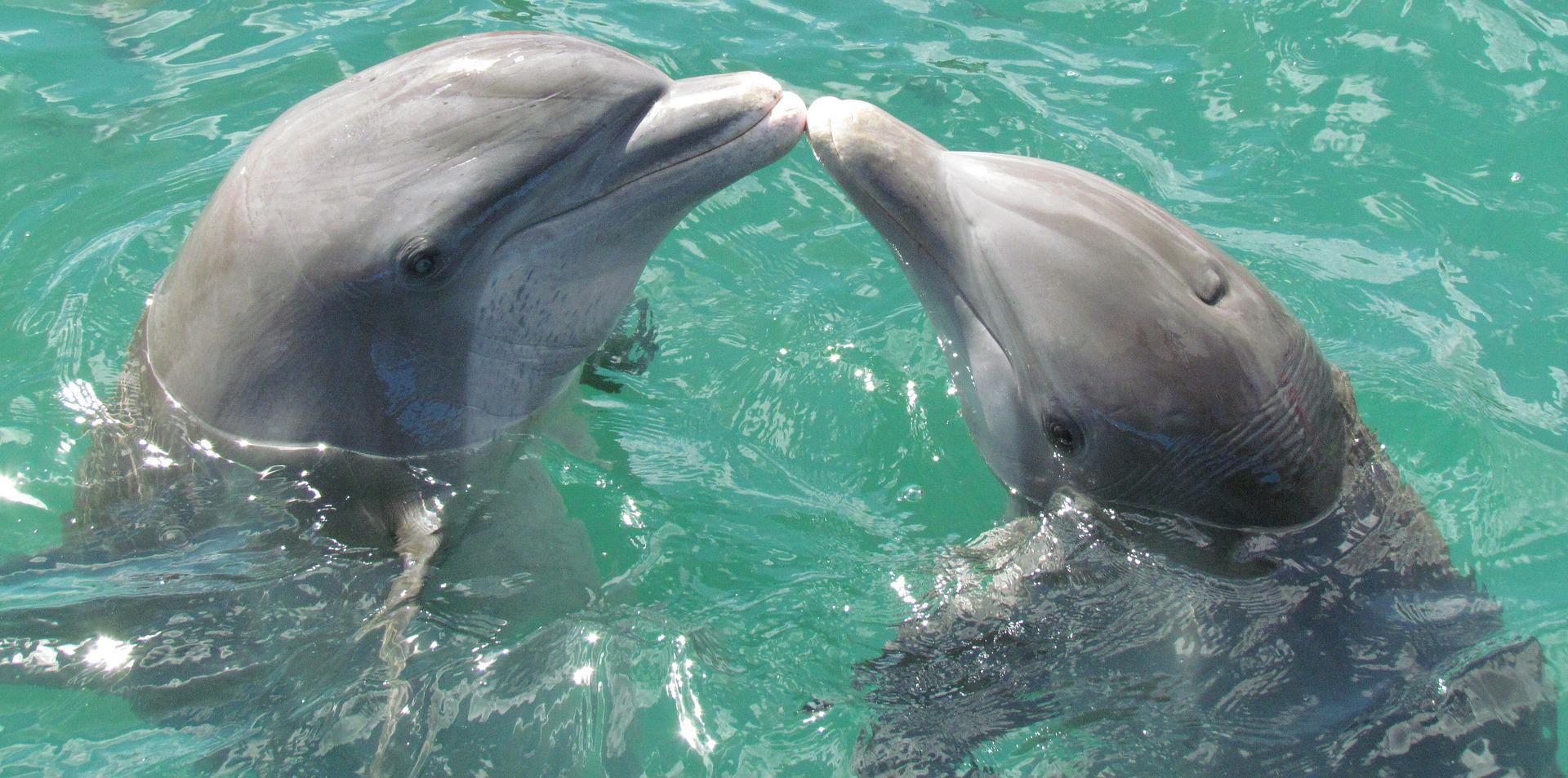 See dolphins and more on your next Fort Walton Beach spring vacation
